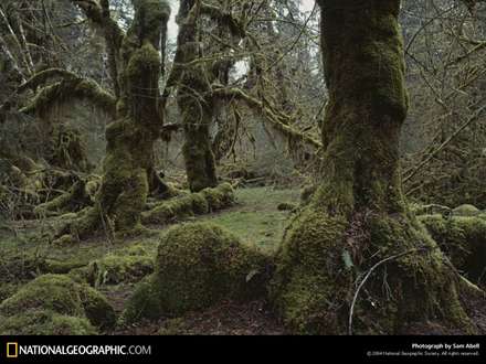 نمايي از يك جنگل سرسبز