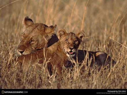 تصويري از يك شير ماده با توله اش
