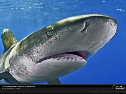 يك كوسه از نماي نزديك