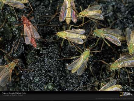 نمايي از حشرات موذي