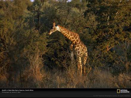 يك زرافه در حال غذا خوردن