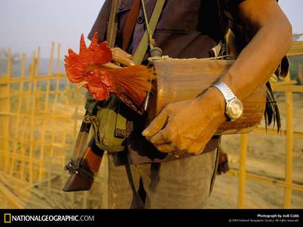 يك شكارچي با يك خروس