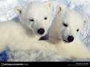 دو توله خرس قطبی