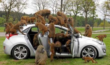 حمله بابون ها به توریست ها