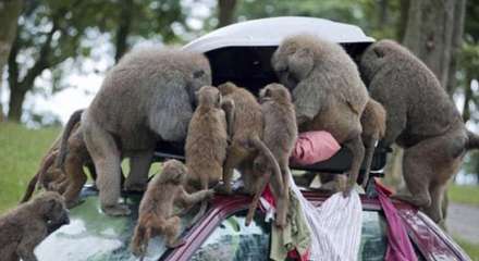 حمله بابون ها به توریست ها