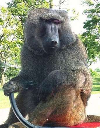 حمله بابون ها به توریست ها