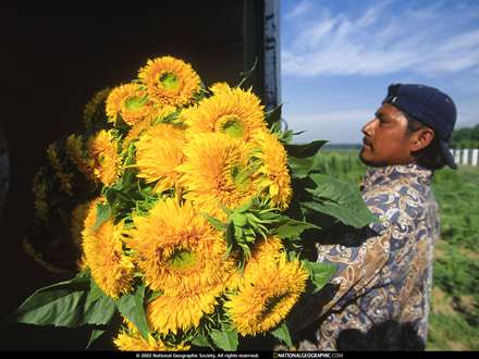 گلهاي آفابگردان