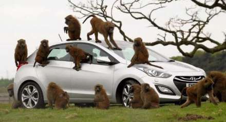 حمله بابون ها به توریست ها