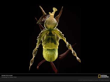 تصویری از یک گل