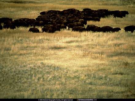 گاوميش ها در مزرعه