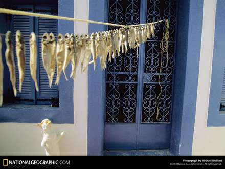 ماهيهاي آويزان و گربه گرسنه