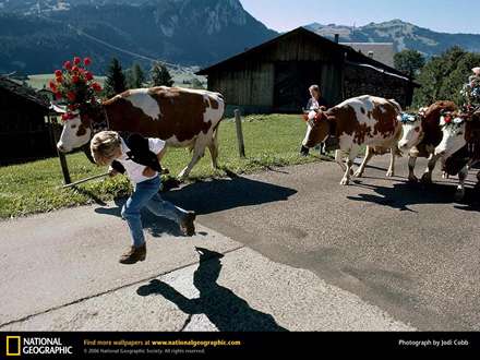 كودكان همراه با گاوهاي تزيين شده