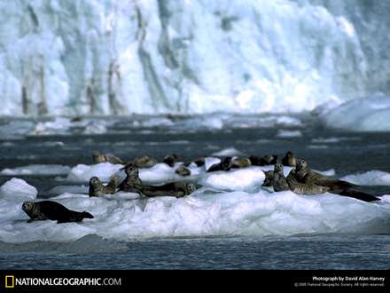 فك هاي آبي در حال استراحت