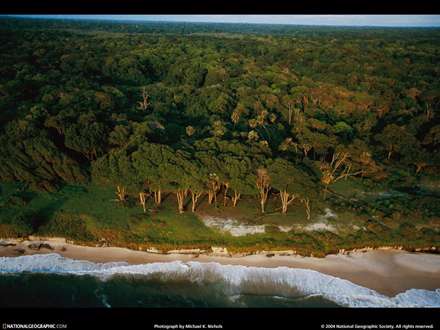 نماي بالا از يك ساحل جنگلي زيبا