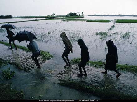 باران در شالیزار