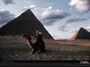 مردی با شتر در کنار اهرام ثلاثه مصر