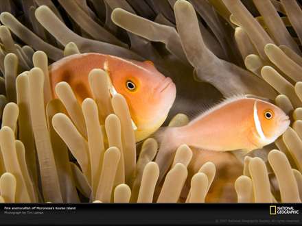 یک ماهی با مادرش در حال شنا کردن