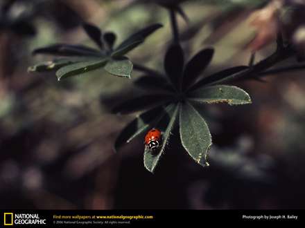 كفشدوزك زيبا روي برگ