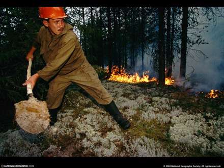 نجات جنگل از آتش