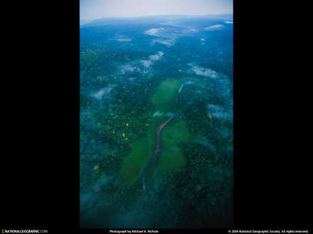 نماي بالا از يك جنگل سرسبز