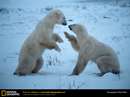 خرس های قطبی در حال دعوا کردن
