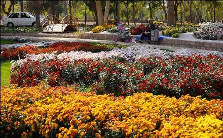 دومین جشنواره گلهای داوودی