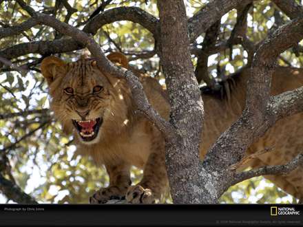 تصويري از يك شير بالاي درخت