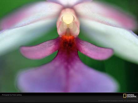 تصویری از یک گل از نمای نزدیک