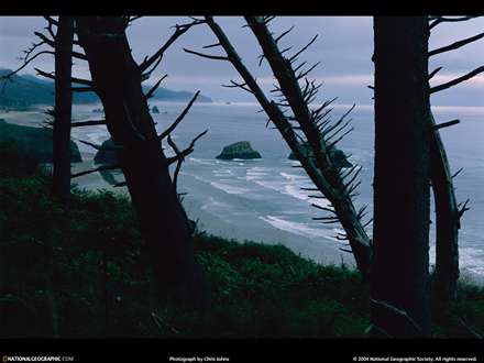 نمایی جنگلی از ساحل