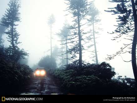 نمايي از جنگل مه آلود