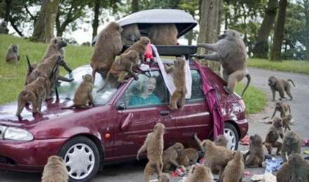 حمله بابون ها به توریست ها