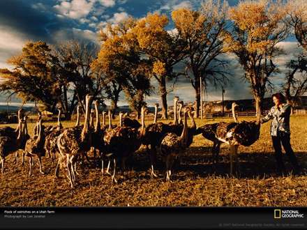 دسته شتر مرغ ها