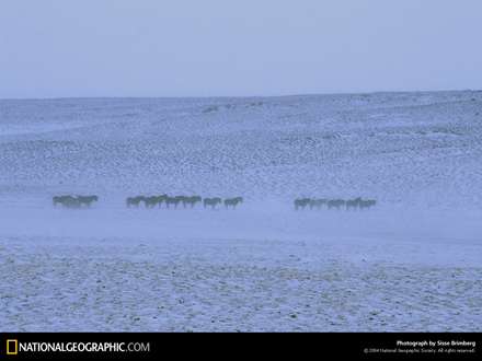 حركت گاوها در هواي برفي زمستان