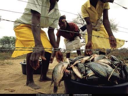 ماهيهاي صيد شده