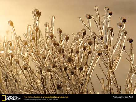گياهان يخ زده در زمستان
