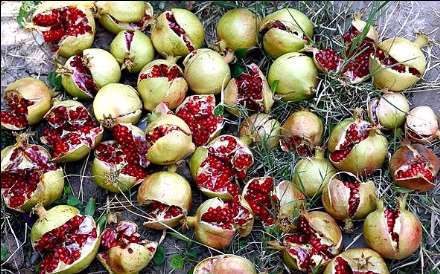 برداشت انار از باغات تفت به روایت تصاویر