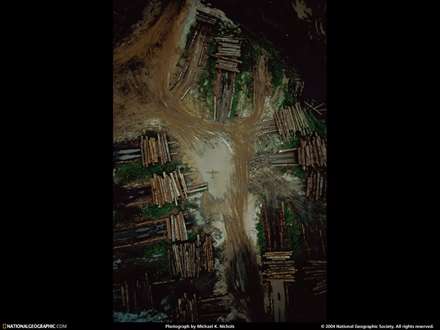 تصويري از درختان قطع شده