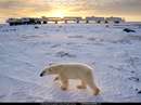 یک خرس قطبی در حال قدم زدن در کنار محل تحقیقاتی
