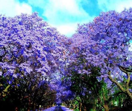 زیبا ترین خیابان دنیا در ژوهانسبورگ