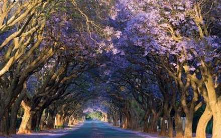 زیبا ترین خیابان دنیا در ژوهانسبورگ