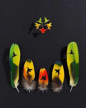 هنر نمایی بسیار زیبا با استفاده از پر