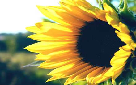 گل آفتابگردان