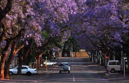 زیبا ترین خیابان دنیا در ژوهانسبورگ