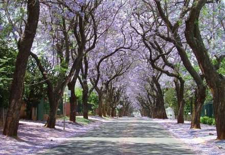 زیبا ترین خیابان دنیا در ژوهانسبورگ