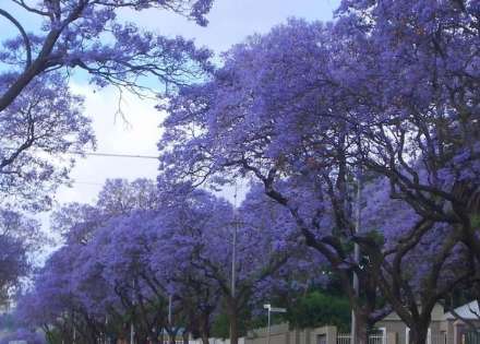 زیبا ترین خیابان دنیا در ژوهانسبورگ