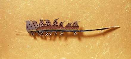 هنر نمایی بسیار زیبا با استفاده از پر