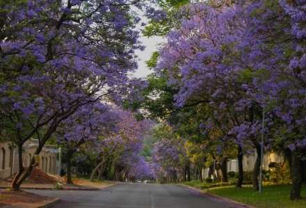 زیبا ترین خیابان دنیا در ژوهانسبورگ