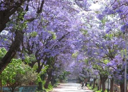 زیبا ترین خیابان دنیا در ژوهانسبورگ