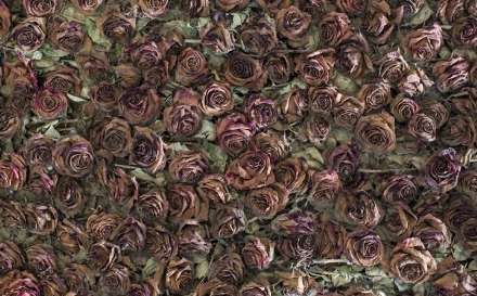 از زندگی تا مرگ 10 هزار گل رز