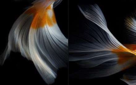 تصاوير كم نظير از اندام هاي گلد فيش